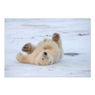 polar bear, Ursus maritimus, cub rolling 3 Photo Print