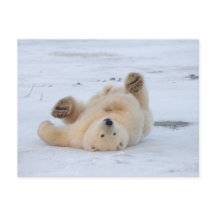 polar bear, Ursus maritimus, cub rolling 3