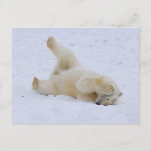 polar bear, Ursus maritimus, cub rolling Postcard