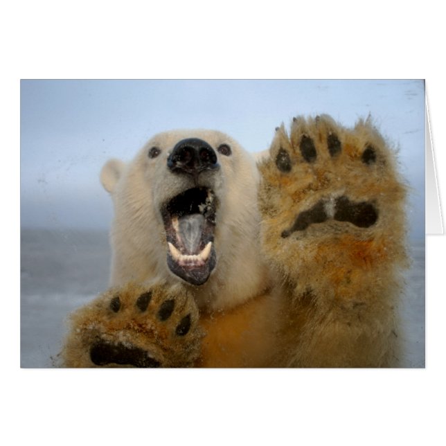 polar bear, Ursus maritimus, curiously looks (Front Horizontal)