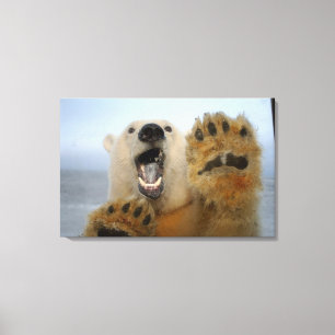 polar bear, Ursus maritimus, curiously looks Canvas Print