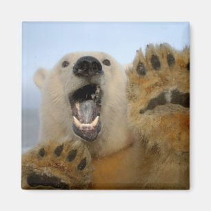 polar bear, Ursus maritimus, curiously looks Magnet