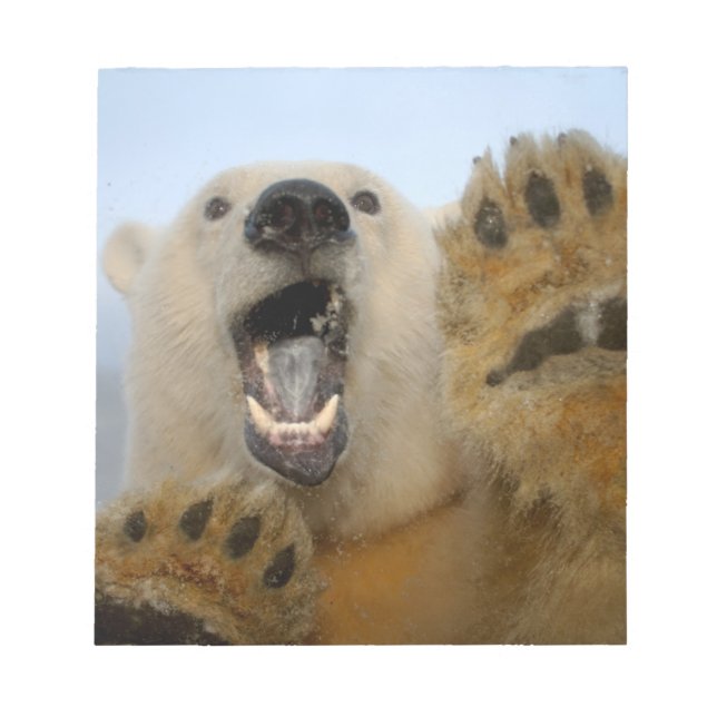 polar bear, Ursus maritimus, curiously looks Notepad (Front)