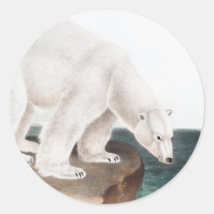 Polar Bear (Ursus maritimus) Illustration Classic Round Sticker