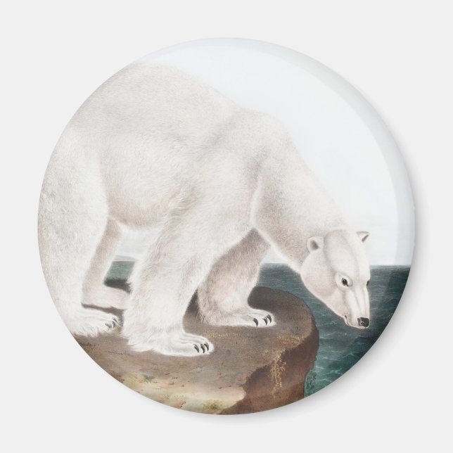 Polar Bear (Ursus maritimus) Illustration Magnet (Front)