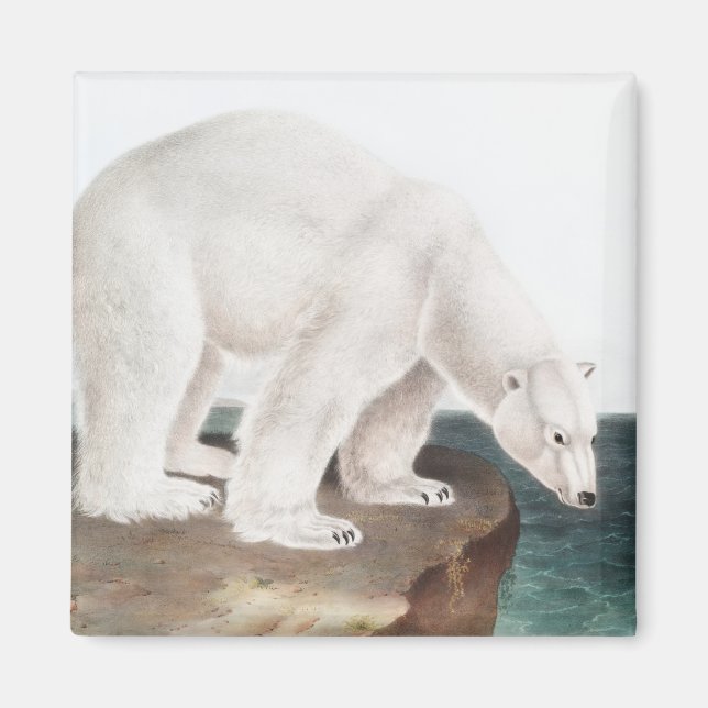 Polar Bear (Ursus maritimus) Illustration Magnet (Front)