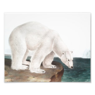 Polar Bear (Ursus maritimus) Illustration Photo Print
