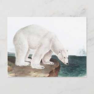 Polar Bear (Ursus maritimus) Illustration Postcard