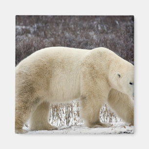 Polar Bear Ursus maritimus) in Churchill Magnet