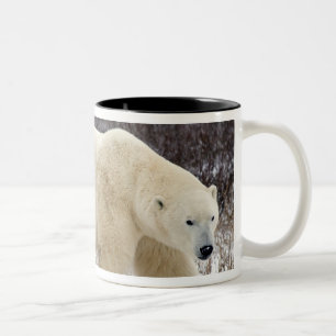 Polar Bear Ursus maritimus) in Churchill Two-Tone Coffee Mug