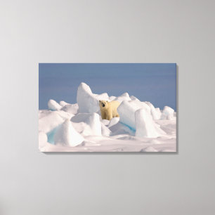 polar bear, Ursus maritimus, in rough ice Canvas Print