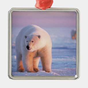 polar bear, Ursus maritimus Metal Tree Decoration