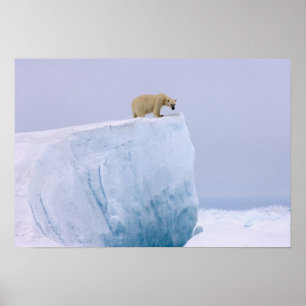 polar bear, Ursus maritimus, on a giant Poster