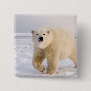 polar bear, Ursus maritimus, on ice and snow, 2 15 Cm Square Badge