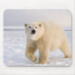 polar bear, Ursus maritimus, on ice and snow, 2 Mouse Pad