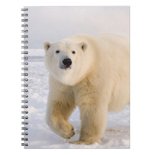 polar bear, Ursus maritimus, on ice and snow, 2 Notebook