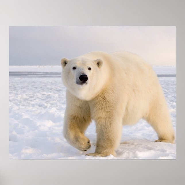 polar bear, Ursus maritimus, on ice and snow, 2 Poster (Front)