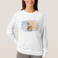 polar bear, Ursus maritimus, on ice and snow, 2