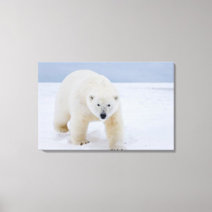 polar bear, Ursus maritimus, on ice and snow, Canvas Print