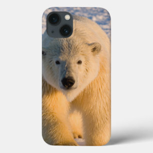 polar bear, Ursus maritimus, polar bear on ice iPhone 13 Case