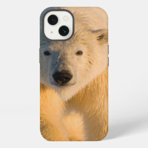 polar bear, Ursus maritimus, polar bear on ice iPhone 13 Case