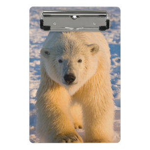 polar bear, Ursus maritimus, polar bear on ice Mini Clipboard