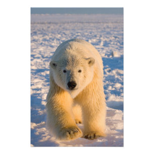 polar bear, Ursus maritimus, polar bear on ice Photo Print