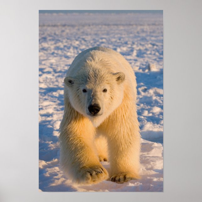 polar bear, Ursus maritimus, polar bear on ice Poster (Front)