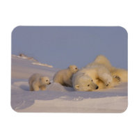 polar bear, Ursus maritimus, sow playing