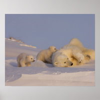 polar bear, Ursus maritimus, sow playing