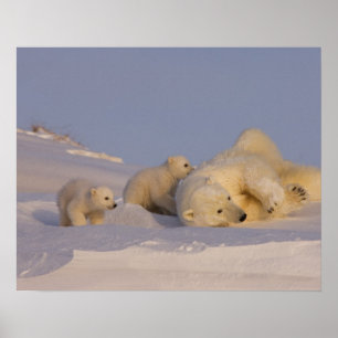 polar bear, Ursus maritimus, sow playing with Poster