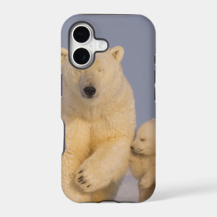 polar bear, Ursus maritimus, sow with newborn
