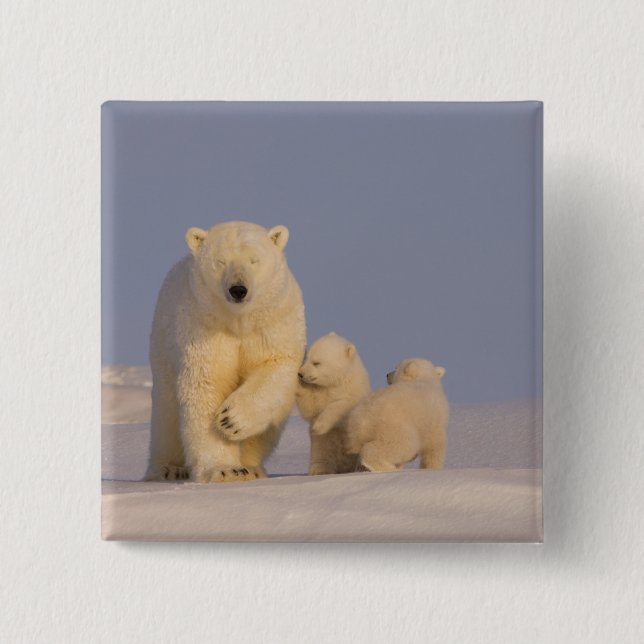 polar bear, Ursus maritimus, sow with newborn 15 Cm Square Badge (Front)