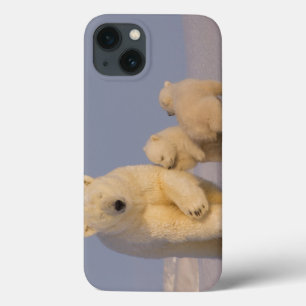 polar bear, Ursus maritimus, sow with newborn 3 iPhone 13 Case