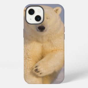polar bear, Ursus maritimus, sow with newborn 3 iPhone 13 Case