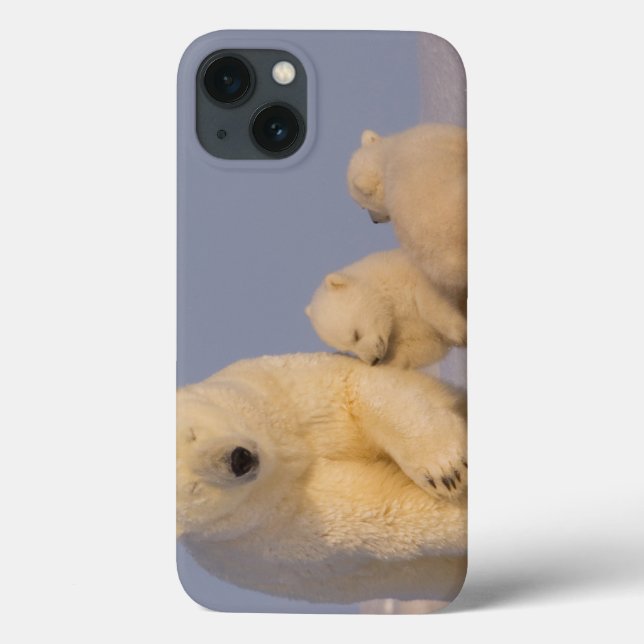 polar bear, Ursus maritimus, sow with newborn Case-Mate iPhone Case (Back)