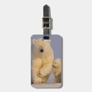 polar bear, Ursus maritimus, sow with newborn Luggage Tag