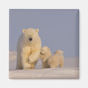 polar bear, Ursus maritimus, sow with newborn Magnet