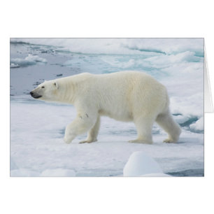 Polar bear walking, Norway