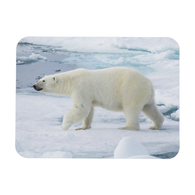 Polar bear walking, Norway Magnet (Horizontal)