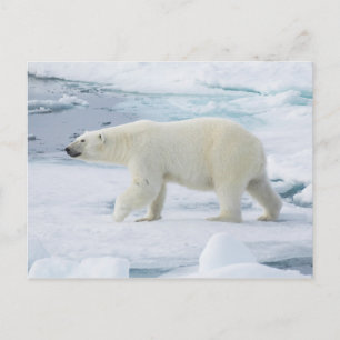 Polar bear walking, Norway Postcard