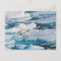 Polar Bear walking on the Sea