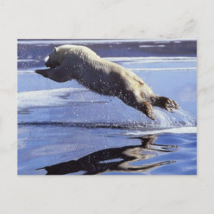 Polar Bear Wildlife Series #13 Postcard