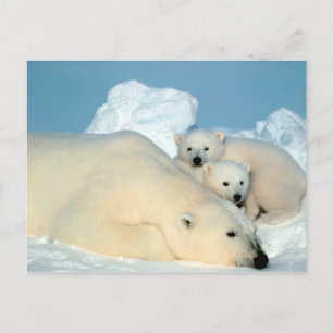 polar bear with cubs postcard