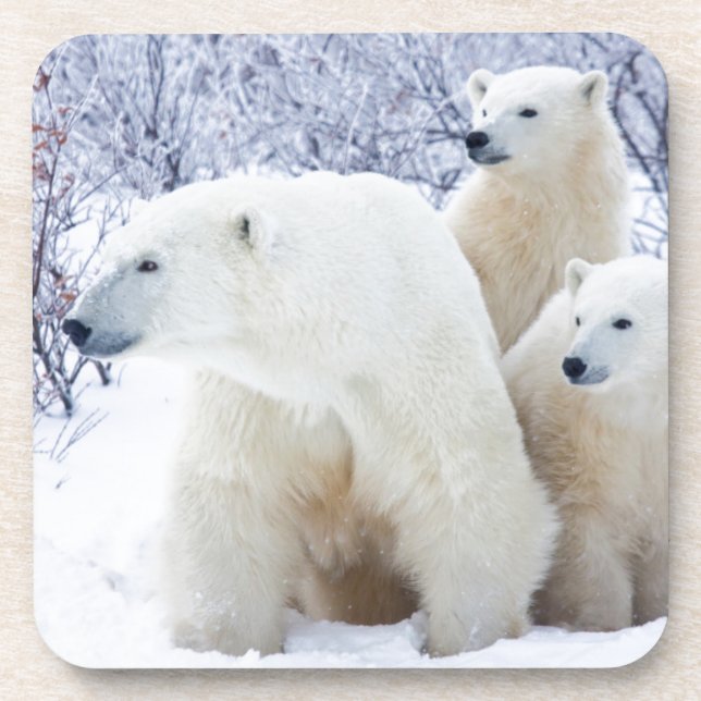 Polar Bears and Two cubs Coaster (Front)