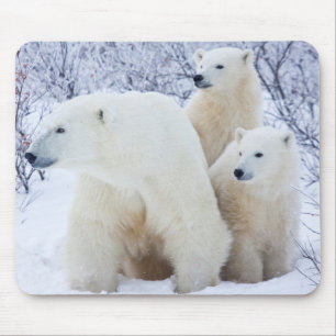 Polar Bears and Two cubs Mouse Pad
