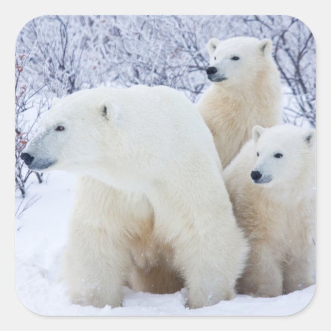 Polar Bears and Two cubs Square Sticker (Front)