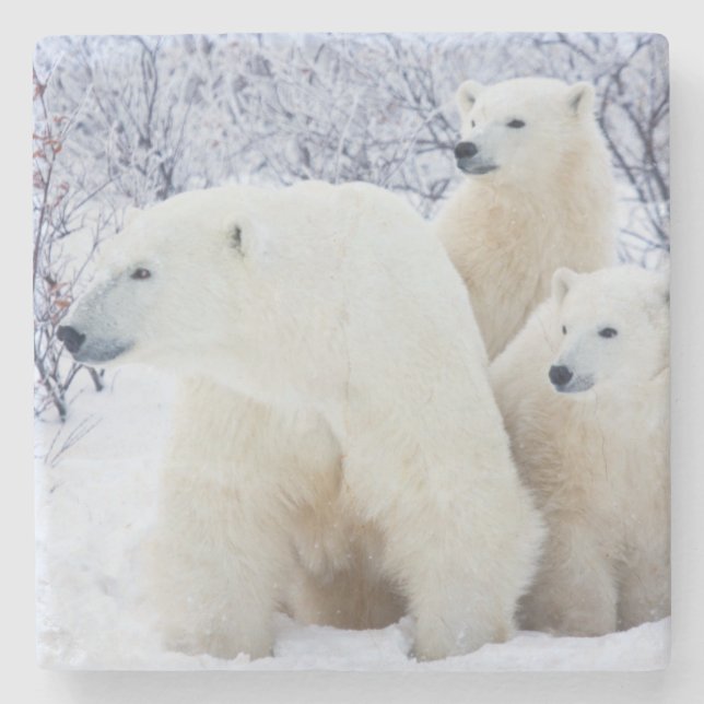 Polar Bears and Two cubs Stone Coaster (Front)