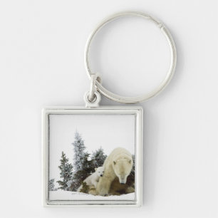 Polar Bears At Wapusk National Park Key Ring