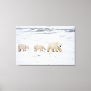 Polar Bears female and Two cubs 2 Canvas Print